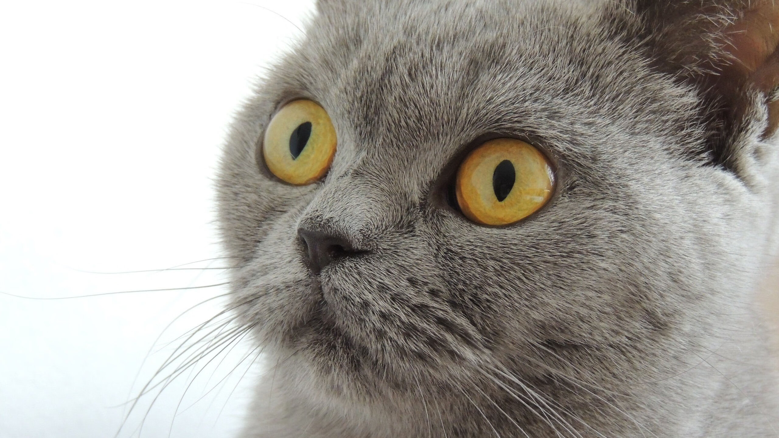 英格兰的南非足迹与格列兹曼的统治力，世界排名争夺战中的足球传奇