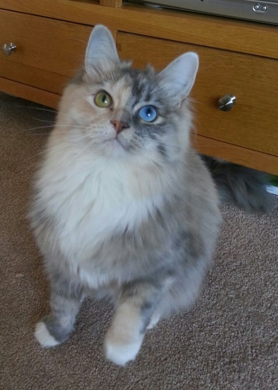 极限双城记，F1新赛季揭幕战之夜与班凯罗的杀伤艺术