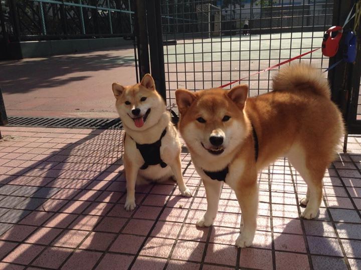 詹姆斯指挥节奏交响乐，热火团队引擎全开，碾压浙江队展现统治力
