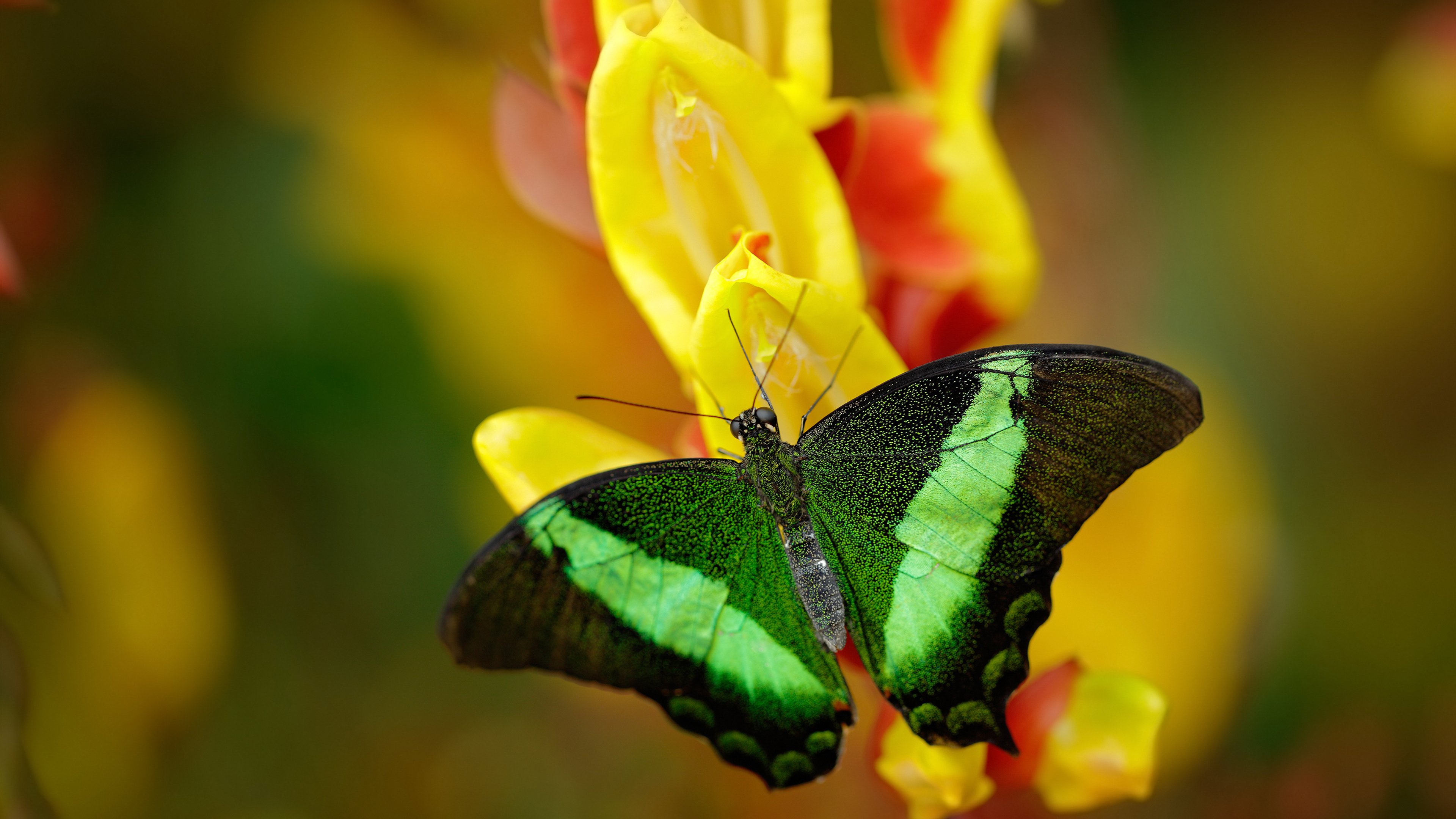 从基多高原到全球焦点，厄瓜多尔关键战突围中国，斯通斯2026闪耀接管比赛