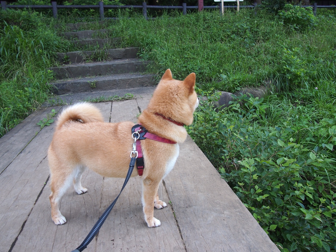 库里39分评分拉满难救主 火箭逆转掘金揭示新格局