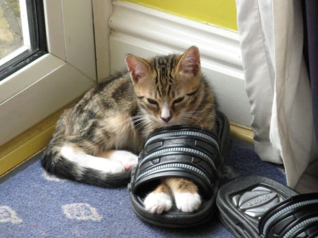 史诗之战，凯尔特人铁幕全面压制奇才，哈利伯顿长弓射日引领奥运关键战接管