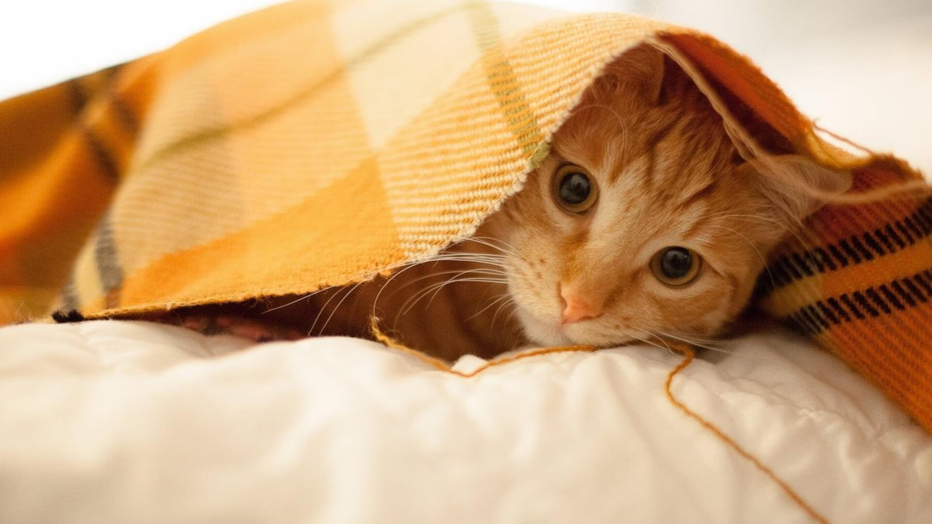 双线狂飙，当猛龙在活塞禁区上演F1式超车，一位名叫福克斯的车手接管了比赛