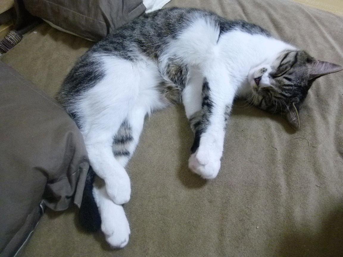 绿茵与硬木的共鸣，当意甲焦点战遇见骑士屠船