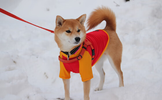 开云体育入口-跨界风暴，骑士横扫湖人夜，浓眉竟在德甲争冠战接管比赛