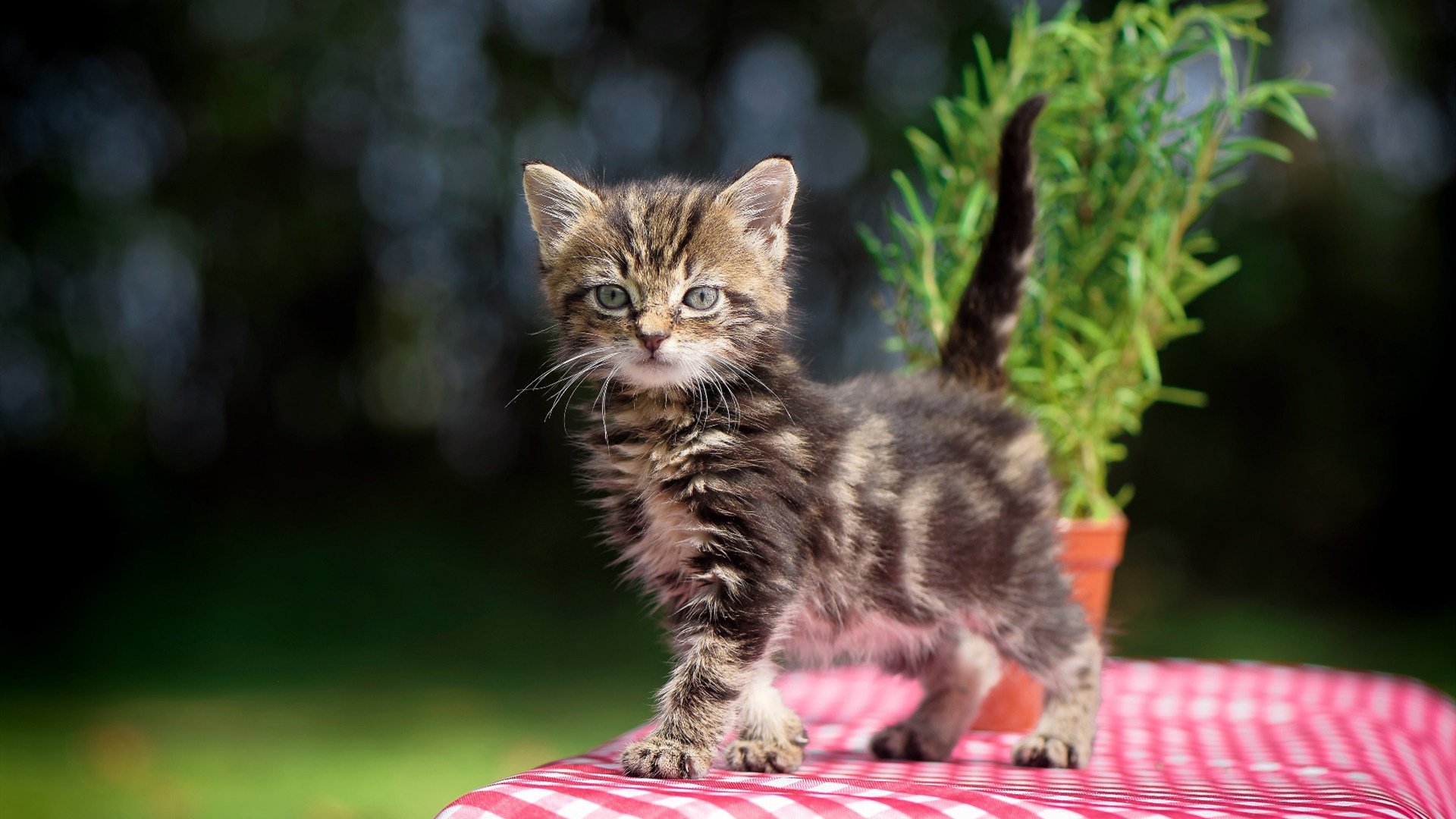 开云体育在线-中场之锚与红色风暴，法比尼奥的稳定与西班牙火力的完美融合