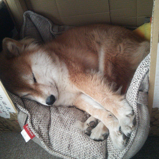 铁幕与峡湾,赖斯的钢铁牢笼,如何让挪威风暴吞噬安菲尔德