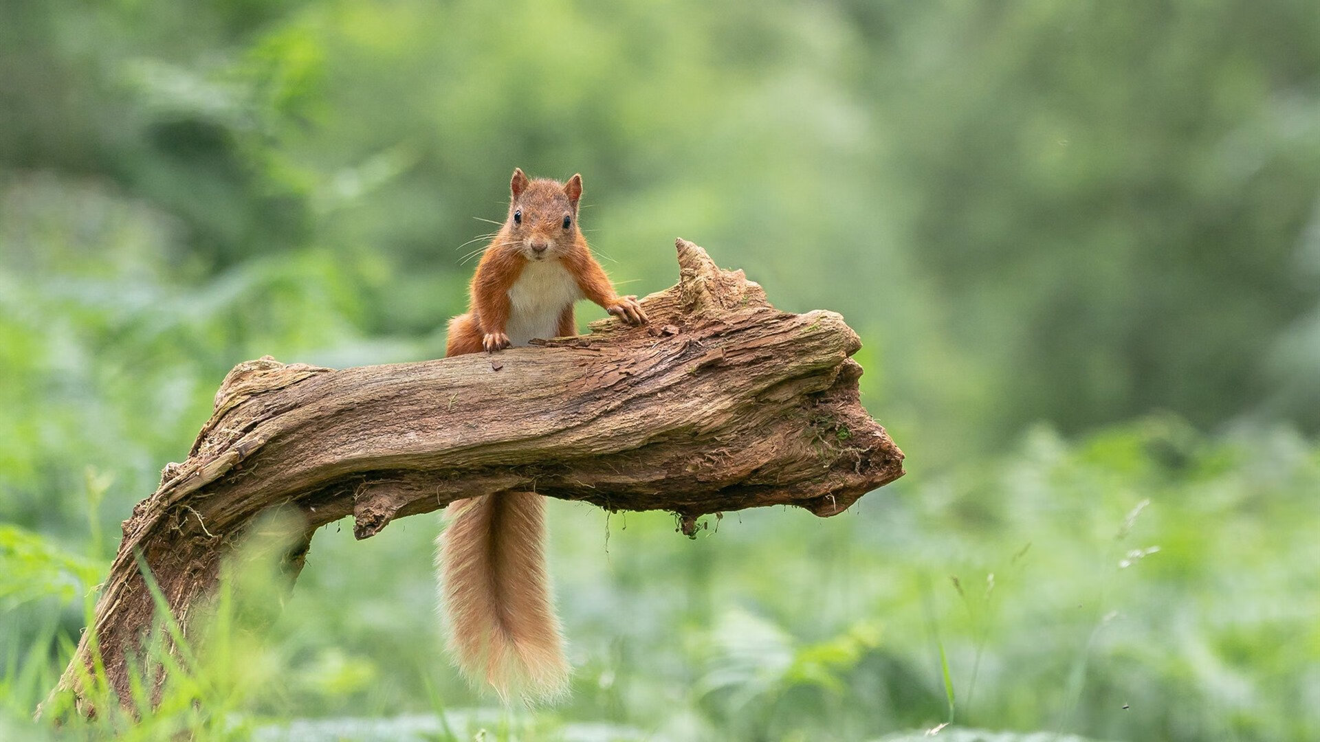 范弗利特末节觉醒打破僵局，爵士窒息防守仍难阻上海失利