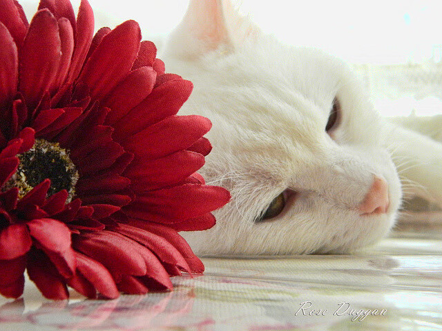 悬念猎手，马克西一箭封喉，马刺铁蹄踏破多伦多坚冰